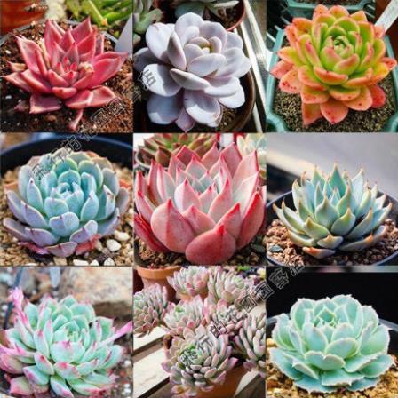 Hạt giống hoa sen đá nhiều màu - 20 hạt/gói