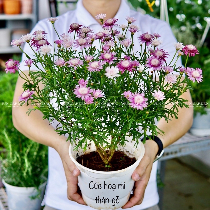 Cây Hoa Cúc Hoạ Mi Thân Gỗ, Cúc Trường Thọ, Cúc Vạn Niên Kèm Hướng Dẫn Cách Chăm Sóc - Jun Garden