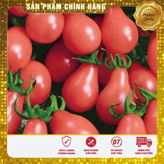 Hạt giống cà chua lê quả đỏ goi 30 hạt cà chua quả lê đỏ chậu
