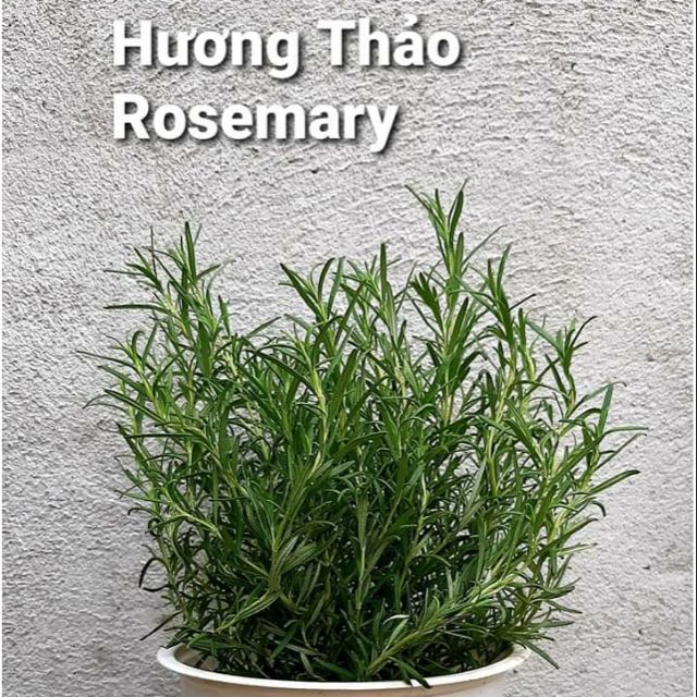 Cây Hương Thảo.