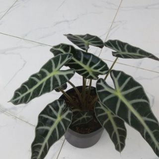 Môn Quan Âm(Alocasia Amazonica ‘Polly’)