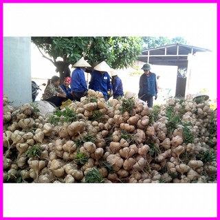 [ Hạt giống Rau] Gói 5g hạt giống củ đậu lai F1 - Mina Shop