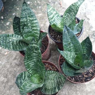 🌿Combo 04 cây Lưỡi Mèo🌿