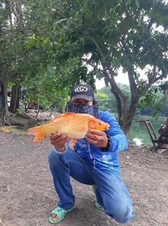 HƯƠNG DỤ CÁ CHÉP T5