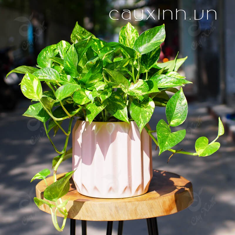 Cây Vạn Niên Thanh Để Bàn