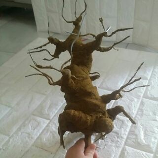 Gốc bonsai 40cm