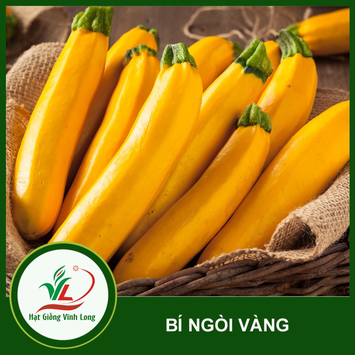 Hạt giống Bí ngòi vàng - 1g