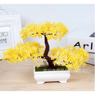 Chậu hoa bonsai để bàn