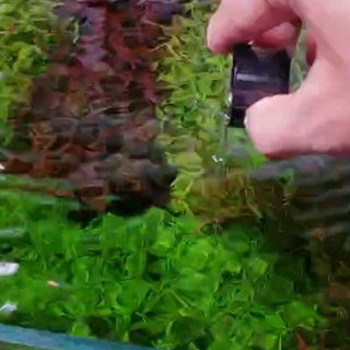 Extra Bio | Vi sinh bể cá làm trong nước