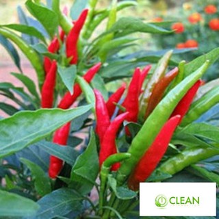 Hạt giống Ớt chỉ thiên F1