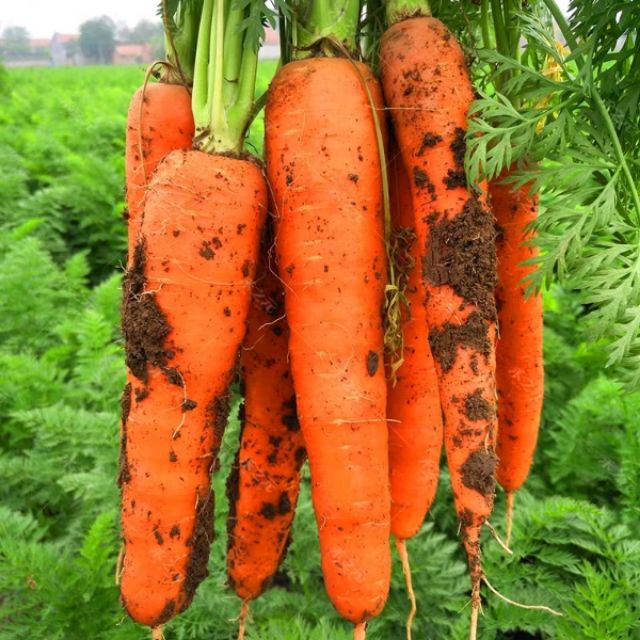 Gói 5gr hạt giống cà rốt