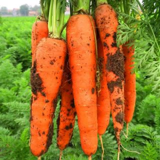 Gói 5gr hạt giống cà rốt