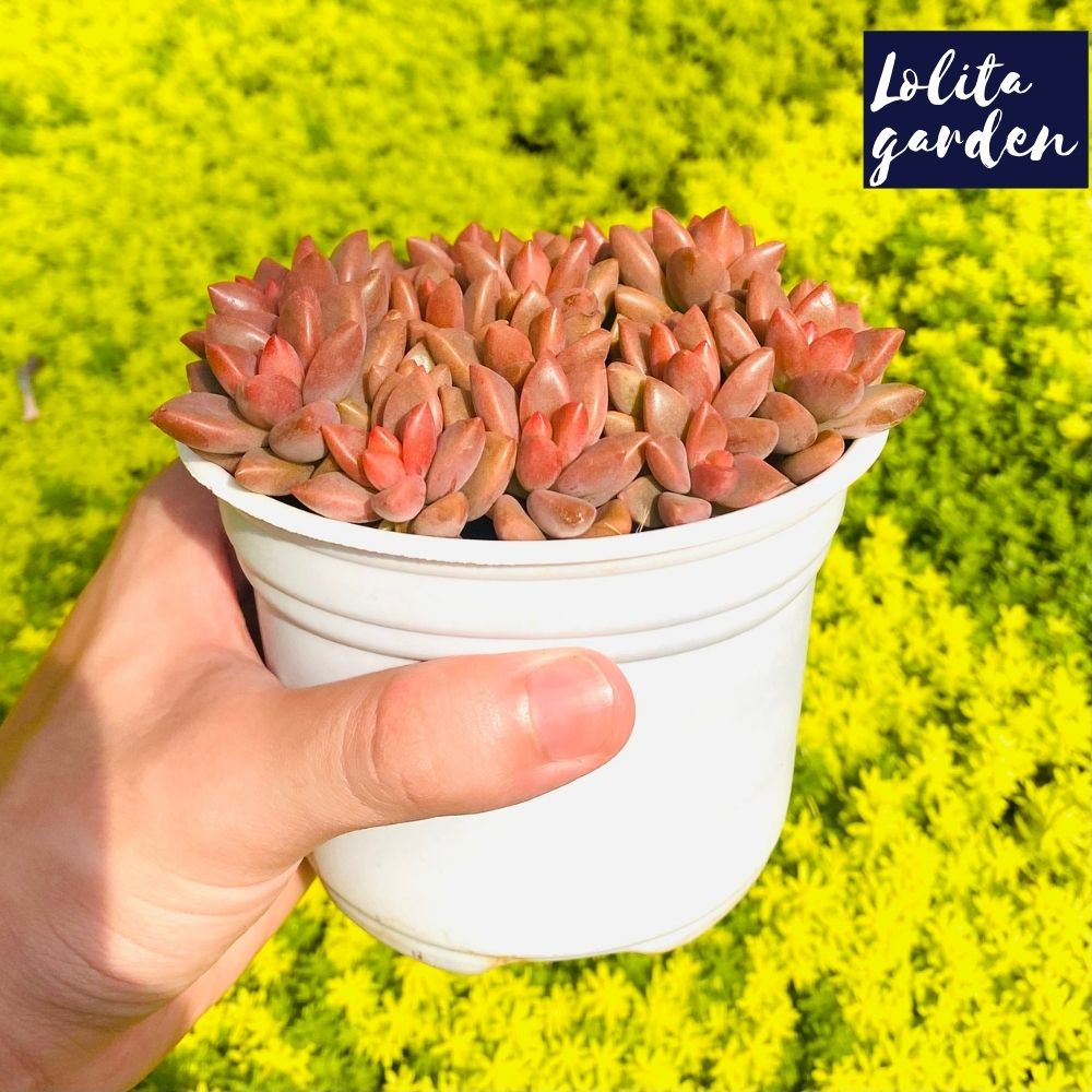 Sen đá đá nâu Đà Lạt size trung bình cây cảnh trang trí nhà cửa Lolita garden