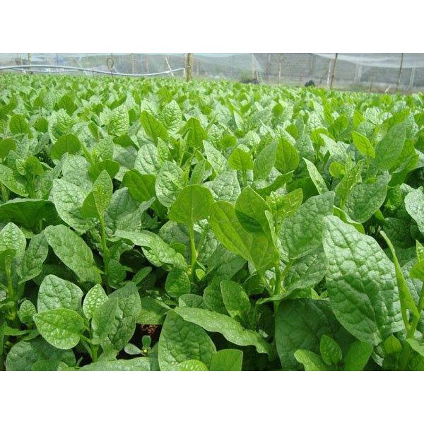 [Mới] - Hạt giống rau mồng tơi lá to chất lượng cao - Tặng kích mầm & Tài liệu hướng dẫn gieo trồng - Thuận Duy Shop