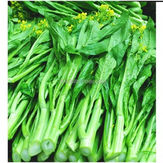 Hạt giống cải ngồng mập