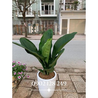 Cây Đại Phú Gia Size To Chậu Nhựa