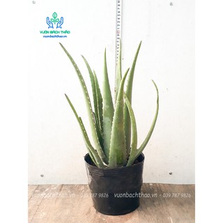 Cây nha đam (cây lô hội) trồng sân vườn