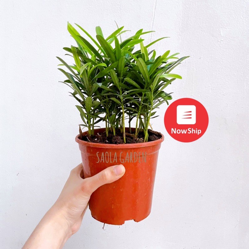 Cây Tùng La Hán mini - Podocarpus macrophyllus - Cây cảnh để bàn nội thất lá màu đẹp phong thủy