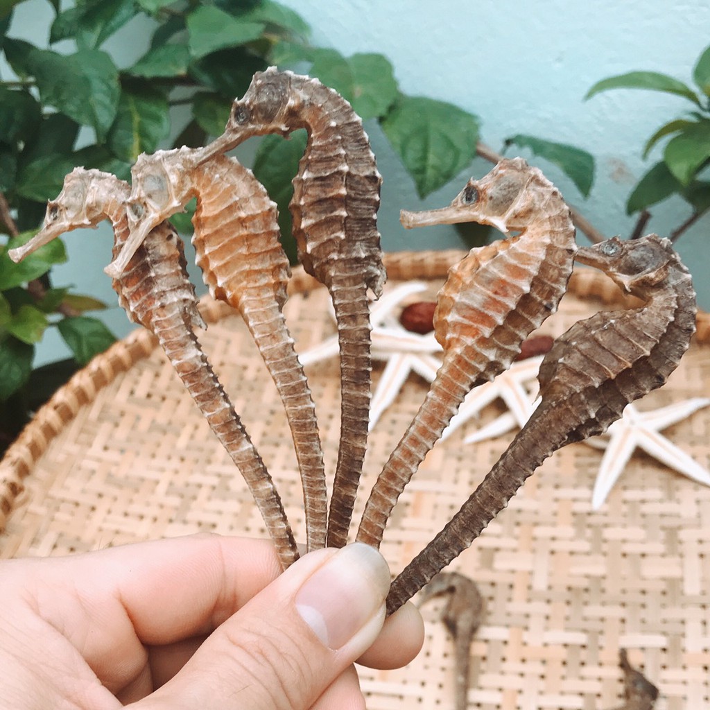 1 cặp cá ngựa 8-10cm | BigBuy360 - bigbuy360.vn