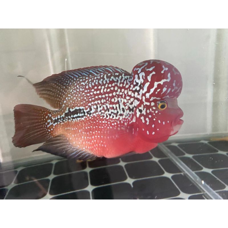 Cám la hán CSHán 200gram protein động vật 58%, bột astaxanthin 10%,công thức Thái Lan,tảo tiểu cầu chlorella