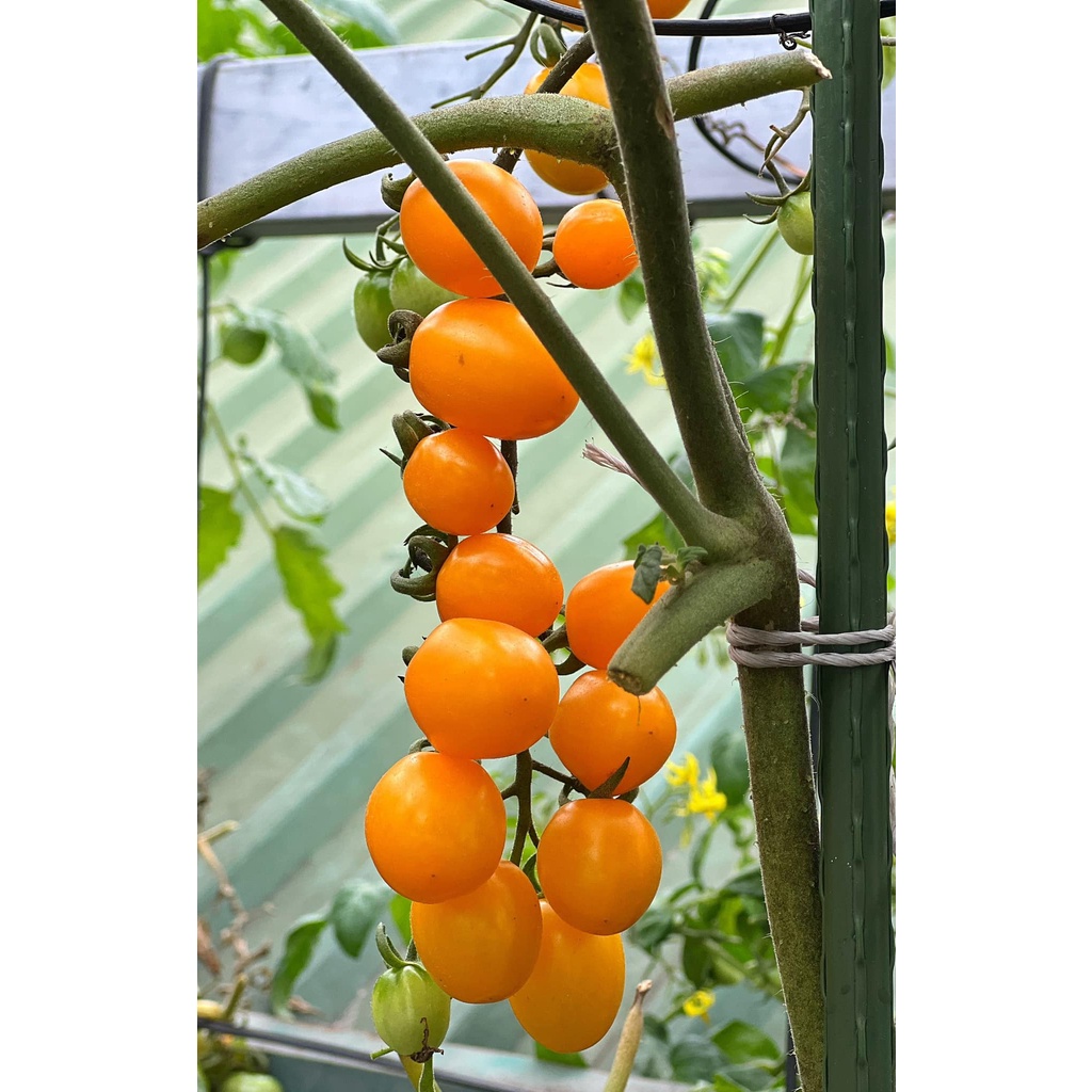 Cherry vàng là tên cà chua với tỉ lệ nảy mầm 100% cùng gói 34, 68 hoặc 102 hạt