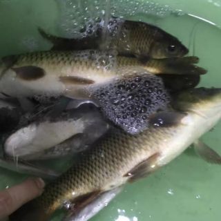 Tinh mùi câu cá Khóm(Dứa, thơm)