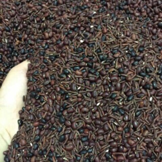 Trà gạo lứt huyết rồng đỗ đen đỗ đỏ hoa nhài