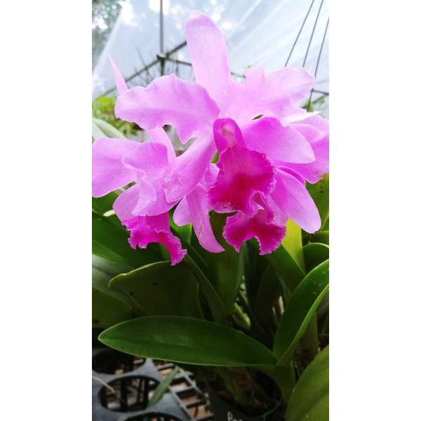 COMBO - Kích hoa lan ĐA THÂN (Dendro, Cattleya)