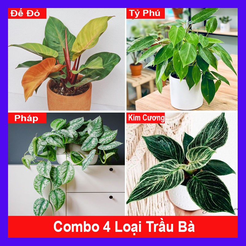 Combo 4 cây trầu bà ( cây trầu bà đế vương đỏ + trầu bà tỷ phú + trầu bà pháp + trầu bà kim cương ) tặng phân bón cho câ