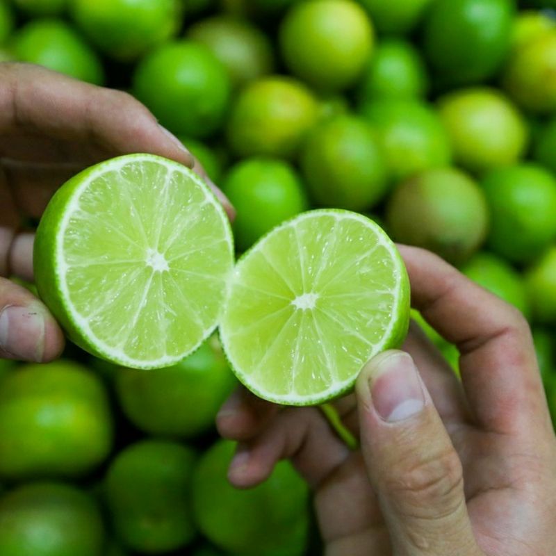 CÂY GIỐNG CHANH TÝ QUÝ