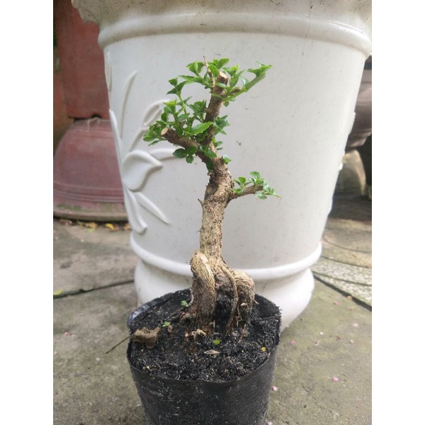 Sam hương mini bonsai dạng phôi
