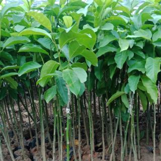 Cây dổi ghép  giống lấy hạt làm gia vị