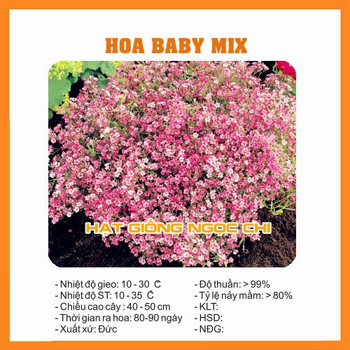 Hạt Giống Hoa Baby Mix - 100 Hạt