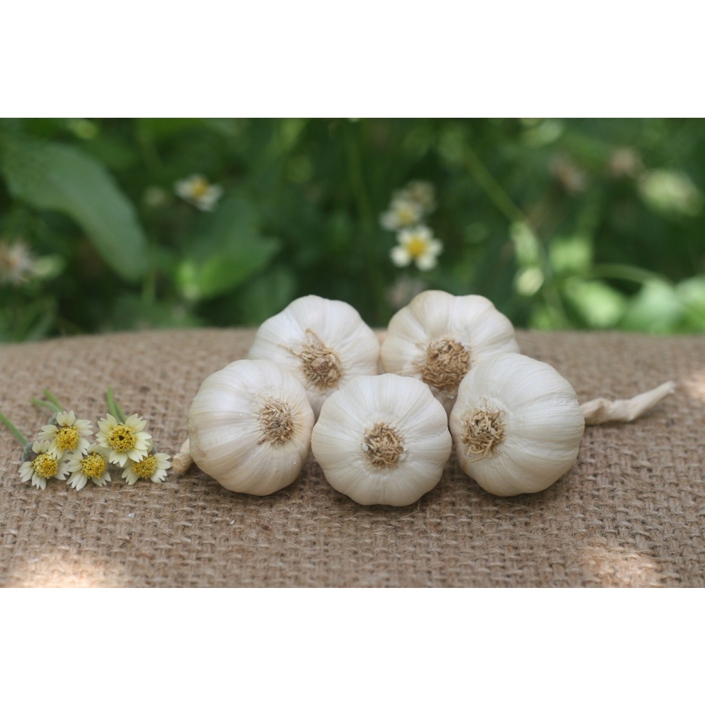 1KG🔥 TỎI LÝ SƠN NHIỀU TÉP LOẠI 1 🔥THƠM NGON CHÍNH GỐC🔥 ĐẶC SẢN QUẢNG NGÃI