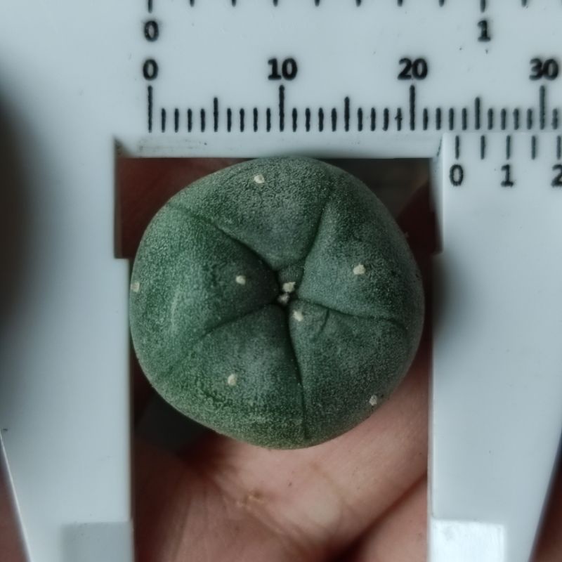 Xương rồng Nàng Gạo - Lophophora Williamsii và Difusa- Hàng hạt rễ củ - Hoa hồng phớt