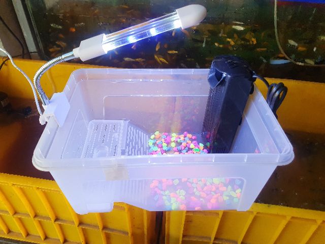 COMBO BỂ RÙA TRANG TRÍ SẴN 32X22X14CM 385K