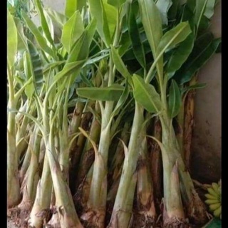 Cây giống chuối già hương