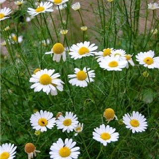 Hạt Giống Cúc Trà CHAMOMILE 216 (0.1g)