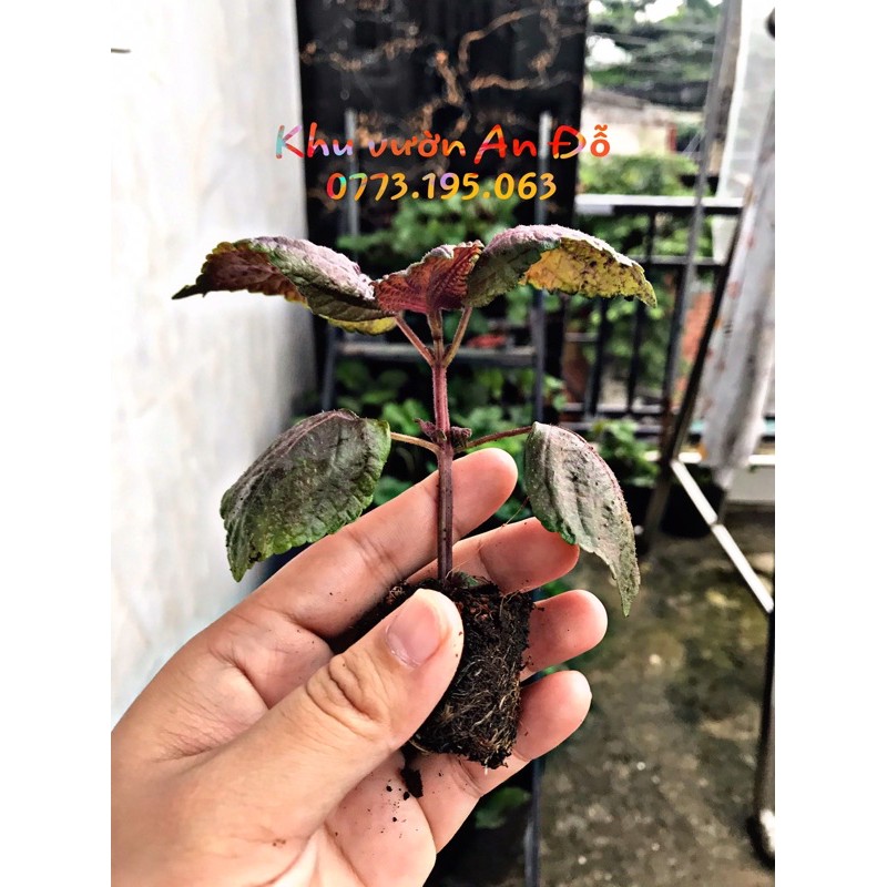 Cây tía tô