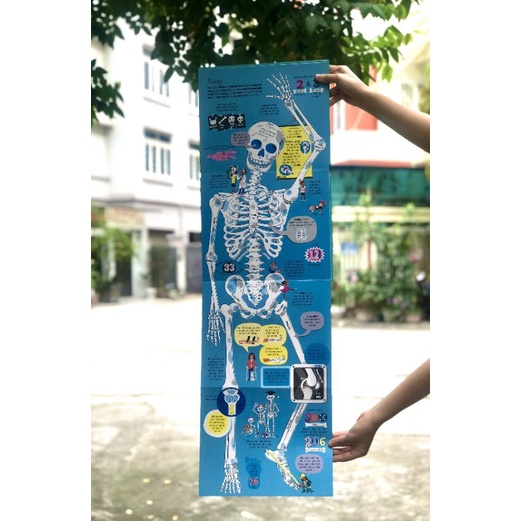 Sách - Big book of the body - Cuốn sách khổng lồ về cơ thể người