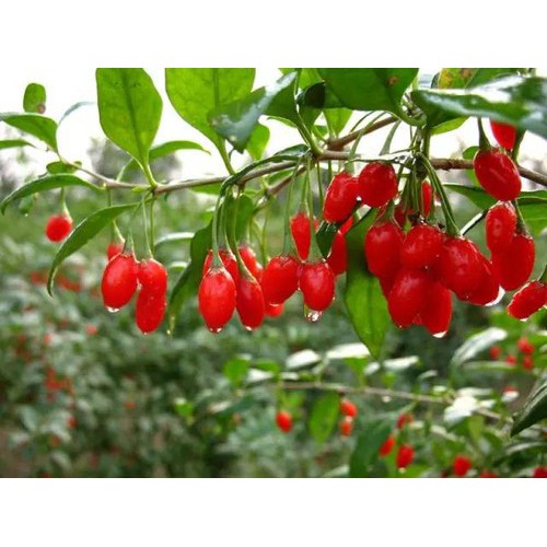 1 Kg Kỷ tử đỏ nhỏ đẹp