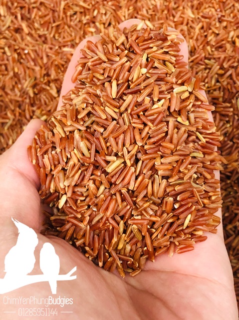 GẠO LỨC HUYẾT RỒNG - GIÁ TRỊ DINH DƯỠNG CAO (TÚI 1000G)