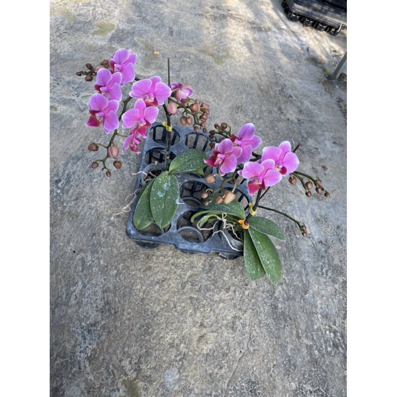 KHAY NHỰA, 12 LỖ, 15 LỖ TRỒNG RAU ƯƠM MẦM, TRỒNG CÂY THUỶ CANH,HÀNG SẴN KHO