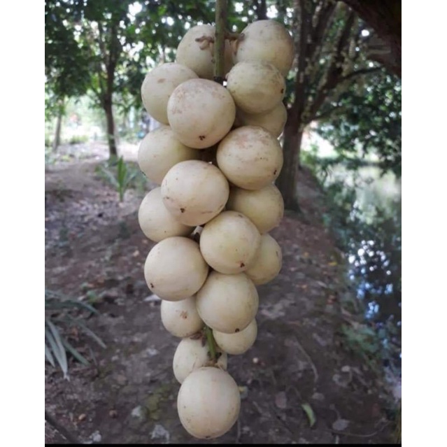 Cây dâu hạ châu cao 50cm