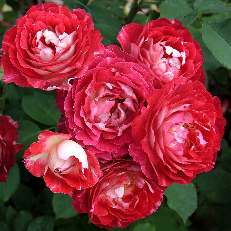 Hoa hồng ngoại Docteurs Massad Rose  - hoa to