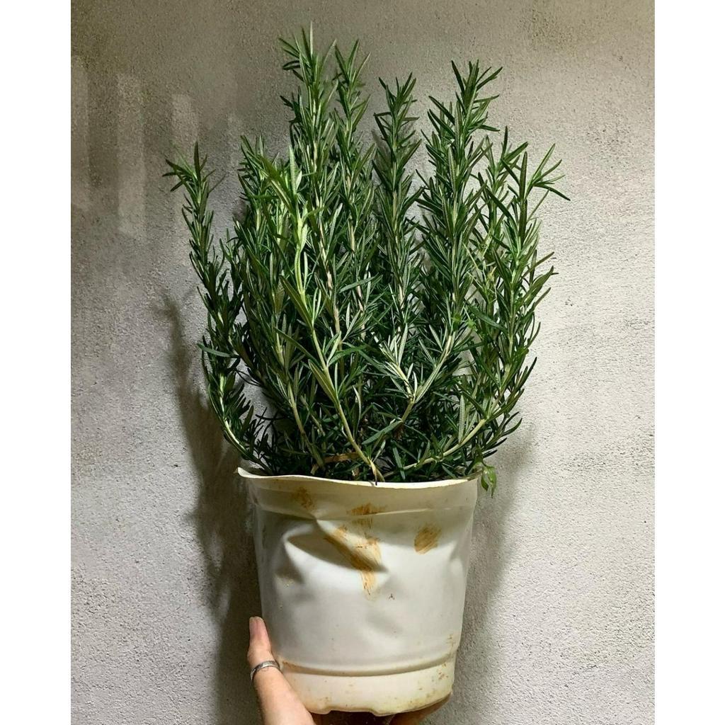 Hương thảo MIX CHẬU để bàn