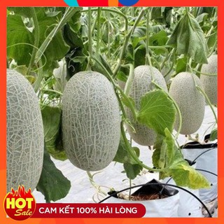 Hạt giống Dưa lưới xanh ruột đỏ quả oval ( 10 hạt)