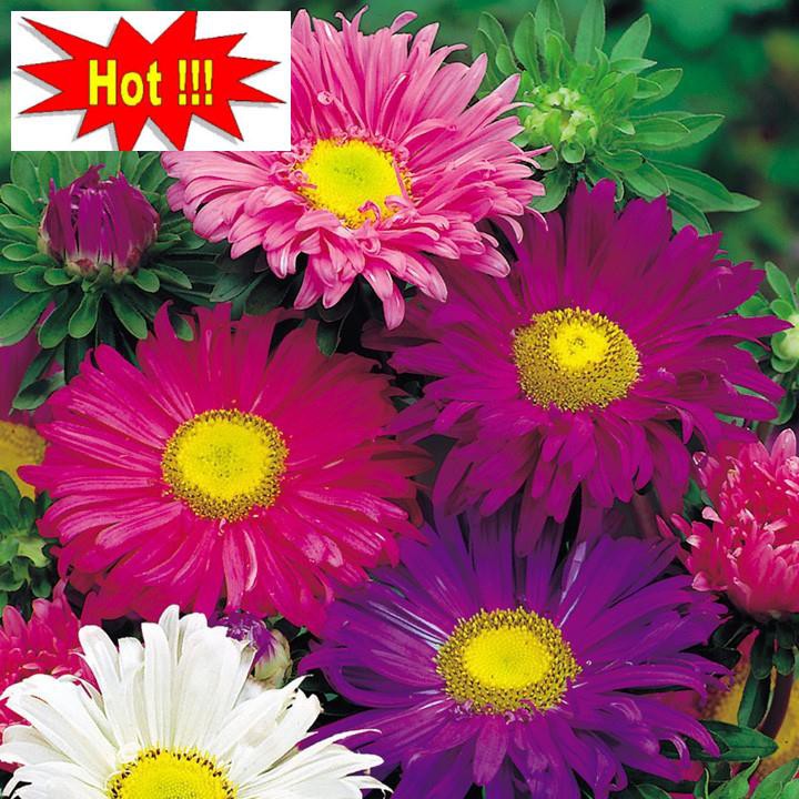 Hạt giống Cúc Đà Lạt (100 hạt)