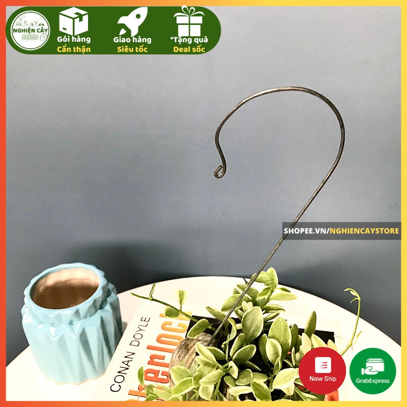 Cây Lan hạt dưa vỏ ôc treo ban công, cửa sổ xanh mát, may mắn