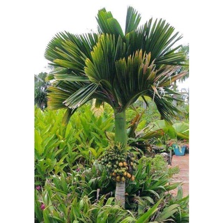 Cây Giống Cau Tứ Quý